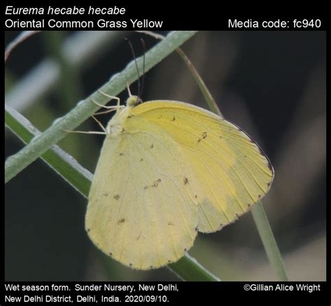 Eurema hecabe | Butterfly