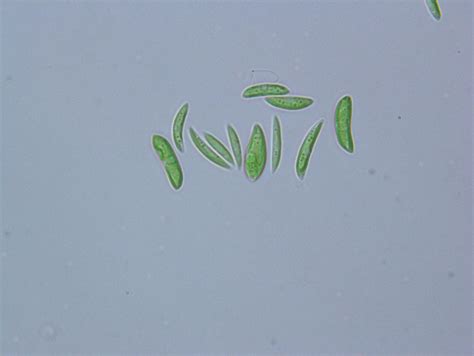 Image result for microalgae