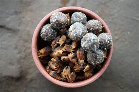 Moh / Mohati / मोह / मोहाटी / Mahua / Madhuca longifolia – OOO Farms