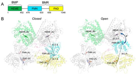The Versatile Biocatalyst of Cytochrome P450 CYP102A1: Structure ...