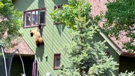 Bear Enters Colorado Home and Eats Pork Chops In a Reverse Goldilocks ...