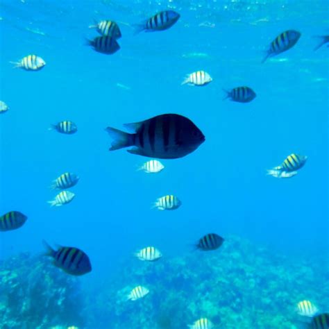 CORAL REEF EXPLORER GLASS BOTTOM BOAT (2026) All You Need to Know ...