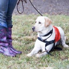 Image result for Guide Dog Trainer
