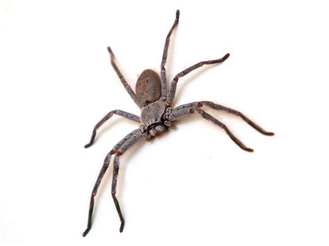 Giant Huntsman Spider Size Comparison Huntsman Spider: Texas Invasive