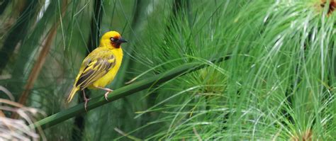 Download wallpaper 2560x1080 weaver, bird, branch, wildlife dual wide ...