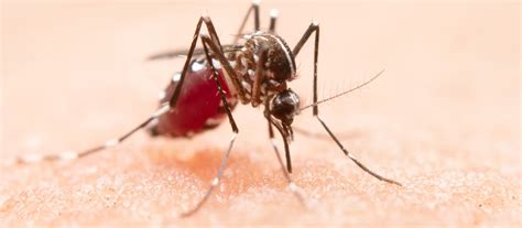Dengue Fever | Ailments - MGMCH, Jaipur