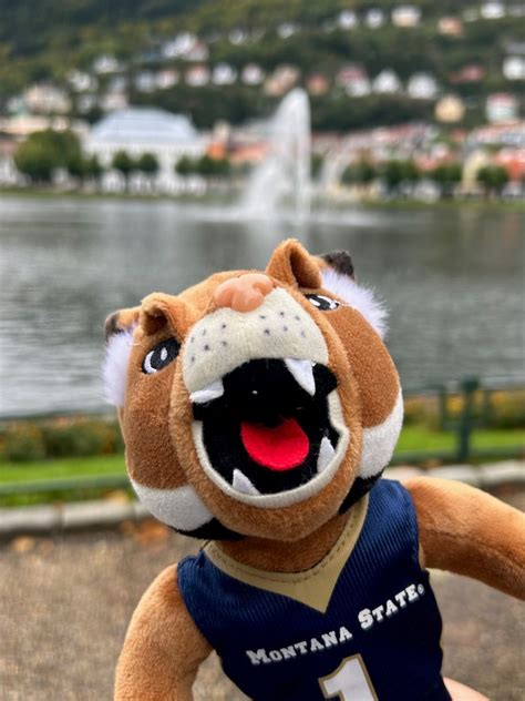 Champ, the mascot of Montana State University, is visiting several ...