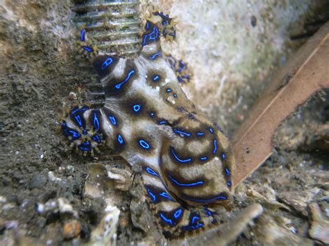 Image result for Animal Fact Files Blue-Ringed Octopus