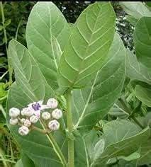 Pure Fresh Organic Madar Leaves 50 Pcs indian Ayurvedic Mandar Ke Ped ...