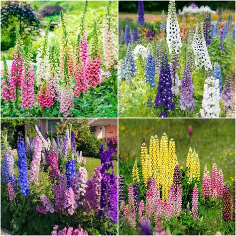 🧑‍🌾 Get Ready for Spring 💐 Delphinium, Foxglove, Lupine Mix
