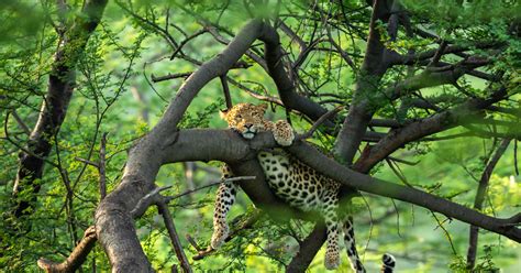 India's Biggest National Parks