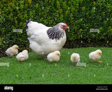 Light Sussex Chicken High Resolution Stock Photography and Images - Alamy