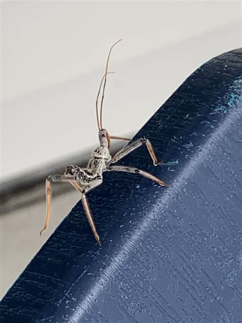 What is this 6 legged insect with antennae found in central Kansas? : r ...