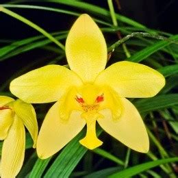 Spathoglottis Plicata Affinis Sp. – EXOTICA ORCHIDS