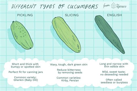 English Cucumbers vs Regular Cucumbers