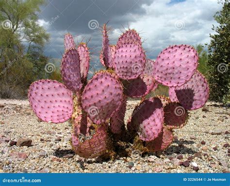 Purple Prickly Pear in Storm Stock Photo - Image of growing, stormy ...