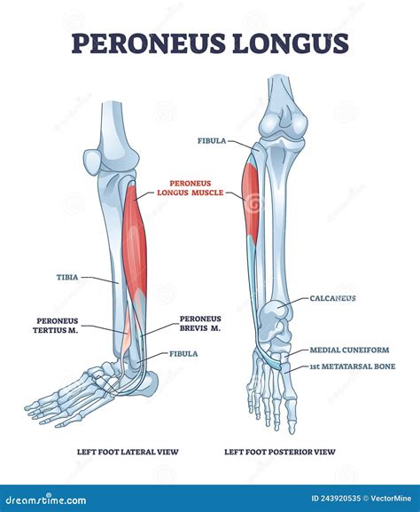 The Fibularis Longus Stock Photography | CartoonDealer.com #45575444