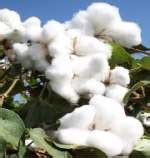 Genetically Engineered Cotton Hybrids – GKToday