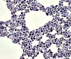 How do organisms reproduce? - Class 10 CBSE Flashcards | Quizlet