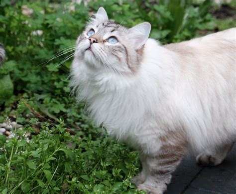 9 Things to Know about the Neva Masquerade Cat