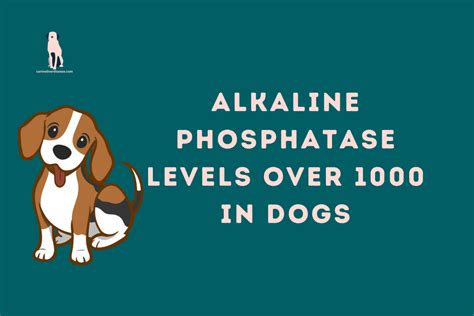 Alkaline Phosphatase Levels Over 1000 In Dogs - Canine Liver Disease Resource Website
