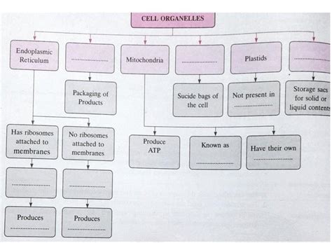 2. Complete the flowchart with appropriate term/name/functions ...