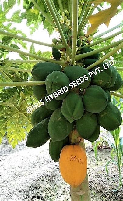 Buy Iris Hybrid Fruit Seeds Papaya Rc-217 @ ₹2850 | BigHaat