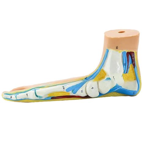 Buy Foot Anatomical Model Including Muscles Ligaments Human Foot ...