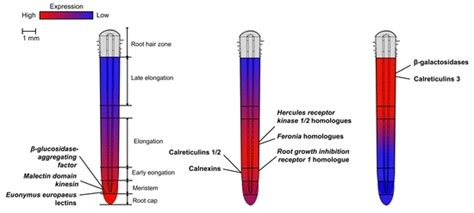 Growing Maize Root: Lectins Involved in Consecutive Stages of Cell ...