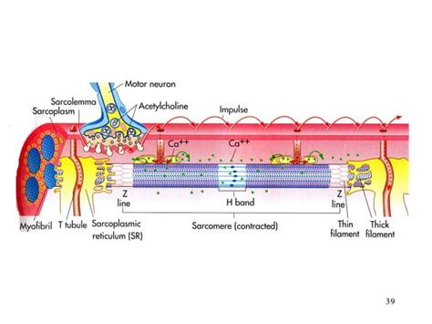 Image result for Muscular System Lecture Video