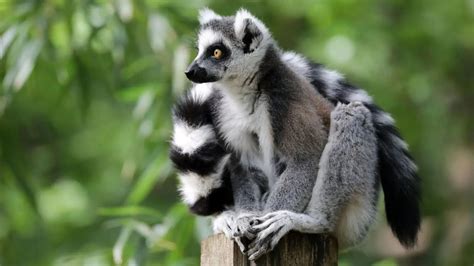 From mythical to extinct: 5 national animals that tell unusual stories ...