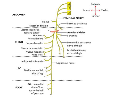 Sciatic Nerve Branches Mnemonic