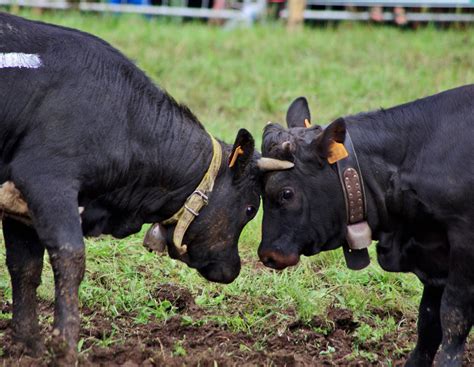 Kuh-Kämpfe als Massenereignis | agrarheute.com