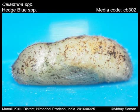 Celastrina spp. | Butterfly