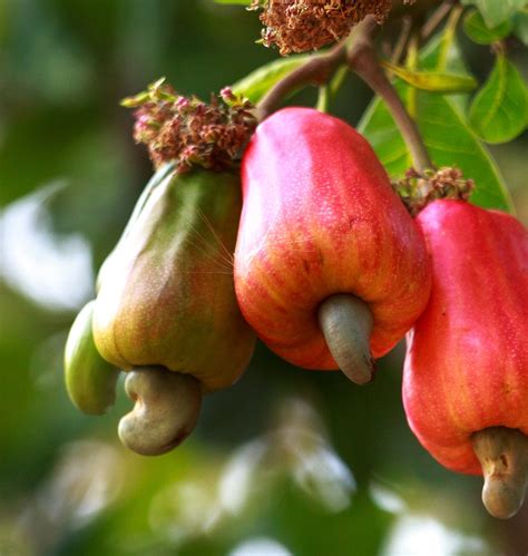 Cashew Nut Tree And Fruit