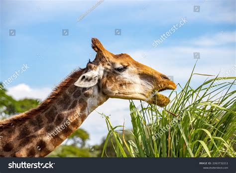 What Do Giraffes Eat And Drink