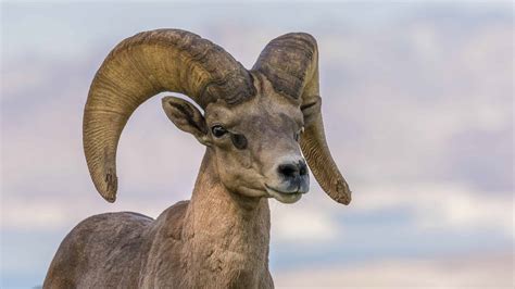 Discover the 6 Official State Animals of Nevada - A-Z Animals