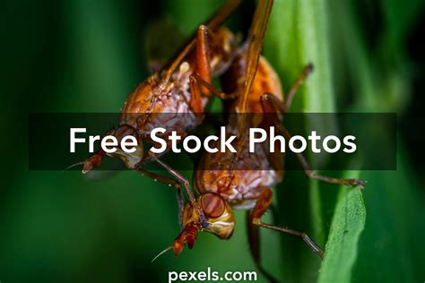 Image result for How to Copulate