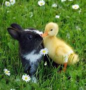 Image result for Happy Easter Baby Animals
