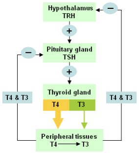 Image result for Thyroid Testing Algorithm