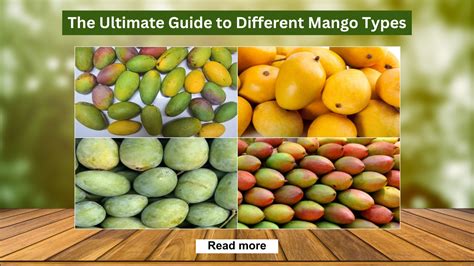 Image result for Mango Types Mango Varieties