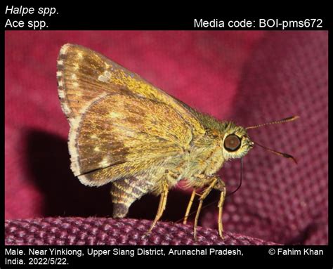 Halpe spp. | Butterfly