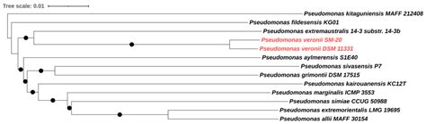 Proteogenomic Characterization of Pseudomonas veronii SM-20 Growing on ...