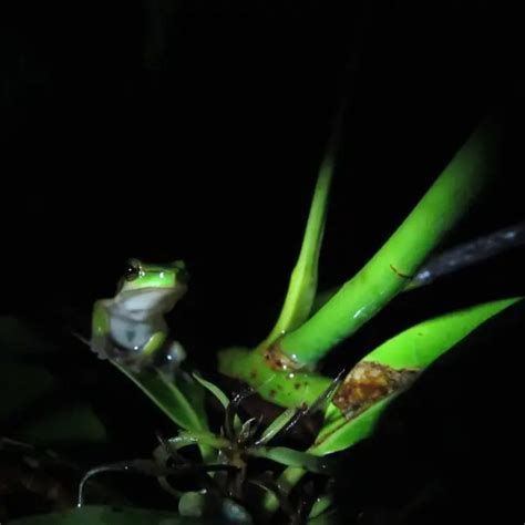 Eastern Tree Frog 的图像结果