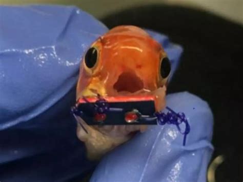 US Vet Helps A Handicapped Goldfish Out With A Pair Of Braces To Help ...