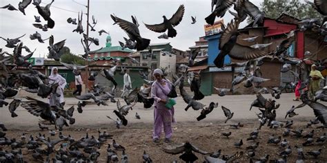 Kashmir: UN Human Rights Experts Express Concern on Domicile Law ...