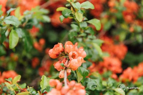 Japanese quince: care, propagation & varieties - Plantura