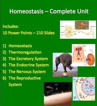 Homeostasis Free Science Lessons 的图像结果
