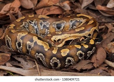 Python Brongersmai Care 的图像结果