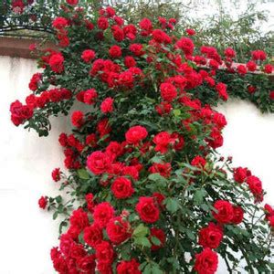 Rose Plant Online in India | Flipkart | 30-Jul-25